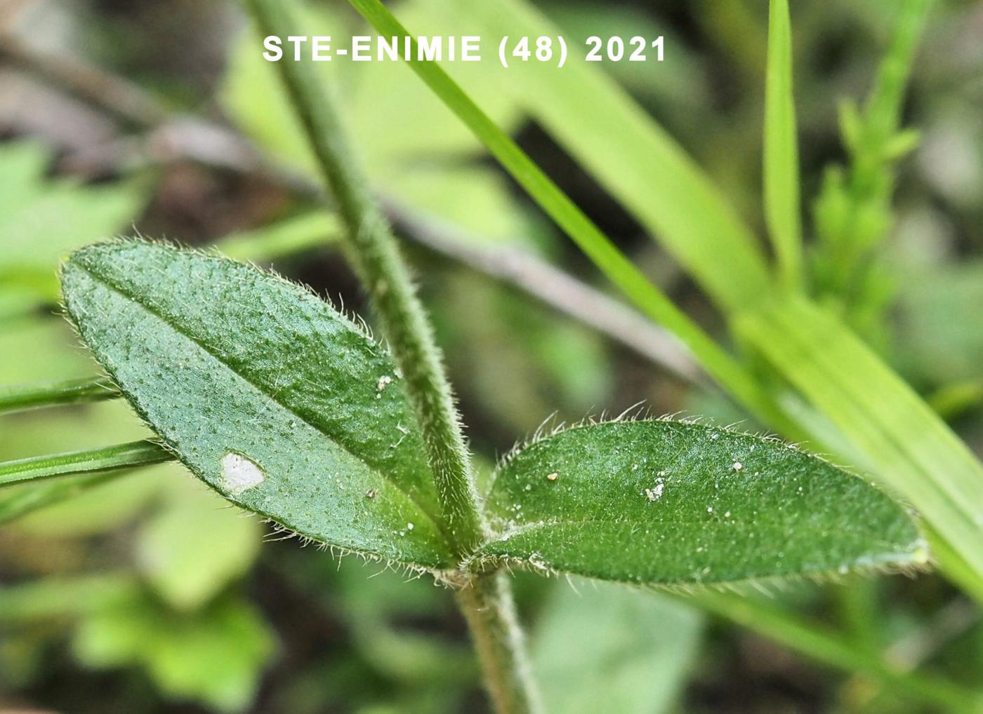 Mouse-ear, Common leaf